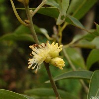 Neolitsea cassia (L.) Kosterm.